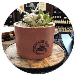 A potted plant in a Foggy River Candle pot